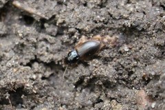 Anisodactylus sanctaecrucis