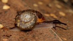 Stenacapha hamiltoni