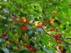 Surinam Cherry - Photo (c) Peter Vos, some rights reserved (CC BY-NC), uploaded by Peter Vos