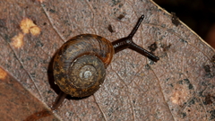 Stenacapha hamiltoni