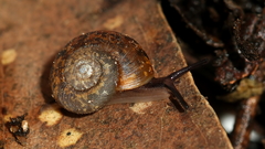 Stenacapha hamiltoni