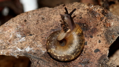 Stenacapha hamiltoni