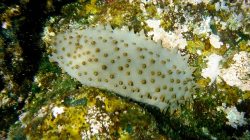 Isostichopus fuscus