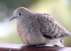 Geopelia striata