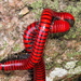 Ring Red Millipede - Photo (c) Peter Vos, some rights reserved (CC BY-NC), uploaded by Peter Vos
