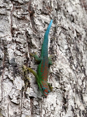 Phelsuma cepediana