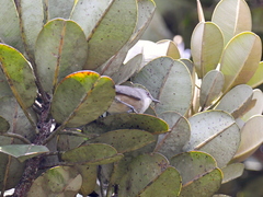 Zosterops mauritianus