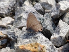 Catochrysops panormus exiguus