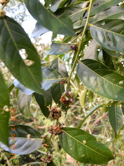 Glochidion lanceolatum