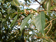 Glochidion lanceolatum