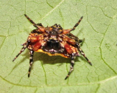 Isoxya tabulata