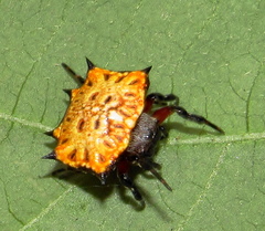 Isoxya tabulata