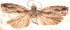 Gretchena bolliana