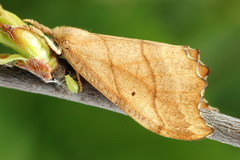 Falcaria lacertinaria