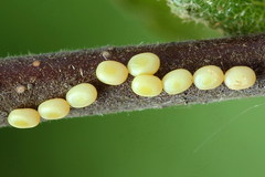 Falcaria lacertinaria