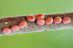 Falcaria lacertinaria