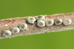 Falcaria lacertinaria