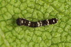 Falcaria lacertinaria