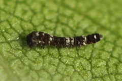 Falcaria lacertinaria