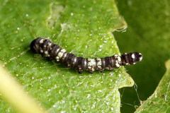 Falcaria lacertinaria