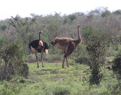 Struthio molybdophanes