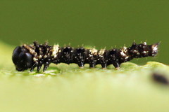 Falcaria lacertinaria