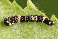 Falcaria lacertinaria