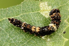 Falcaria lacertinaria