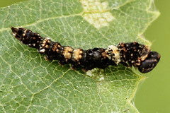 Falcaria lacertinaria