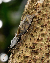 Coenomorpha
