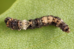 Falcaria lacertinaria