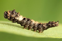 Falcaria lacertinaria