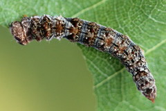 Falcaria lacertinaria