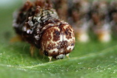 Falcaria lacertinaria