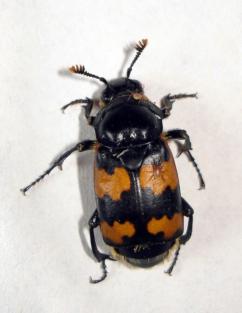 Vespillo Burying Beetle