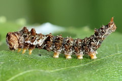 Falcaria lacertinaria