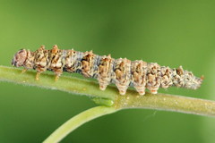 Falcaria lacertinaria