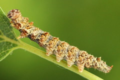 Falcaria lacertinaria