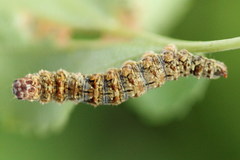 Falcaria lacertinaria