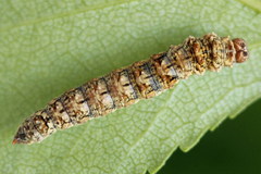 Falcaria lacertinaria