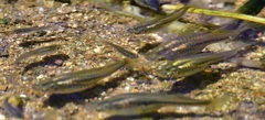 Gila Topminnow photo 2
