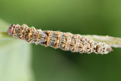 Falcaria lacertinaria