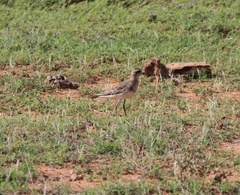 Charadrius asiaticus