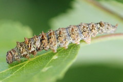 Falcaria lacertinaria