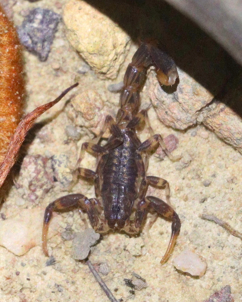 Ananteris balzanii