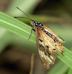 Acraea encedon encedon