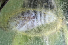 Falcaria lacertinaria