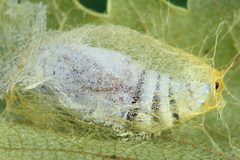 Falcaria lacertinaria