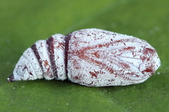 Falcaria lacertinaria