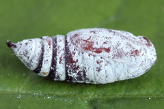 Falcaria lacertinaria